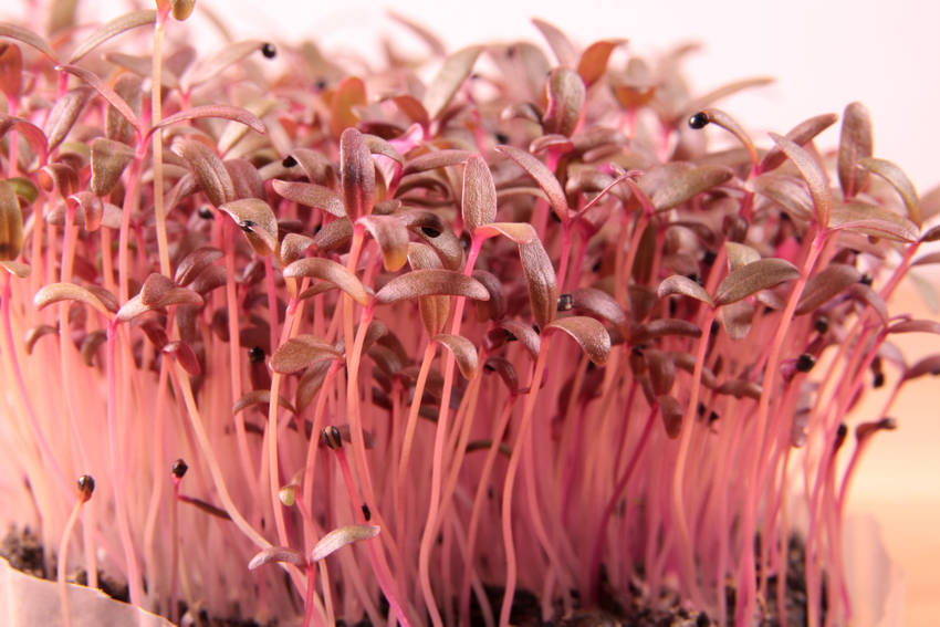 Amaranth Microgreens